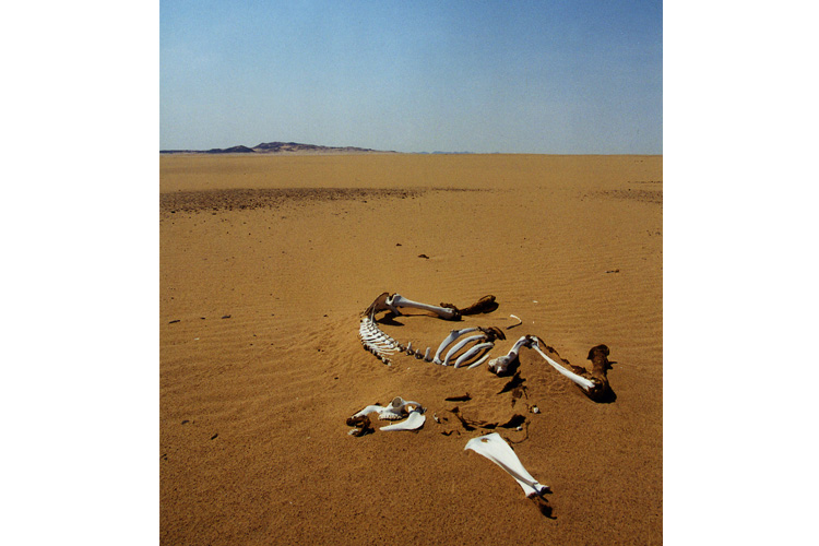 Soudan, ossements de dromadaire dans le désert