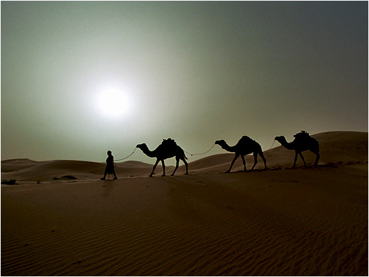 Caravan of camels in the sunset