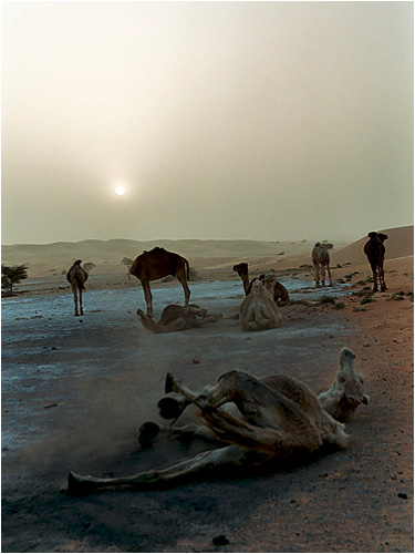 Camels at rest near the bivouac