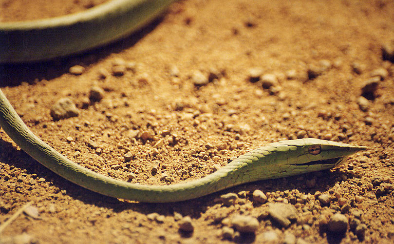 Serpent de rizi&egrave;re