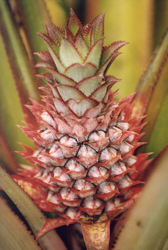 Ananas