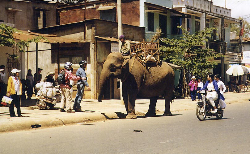 An elephant in the main street of Plei ku