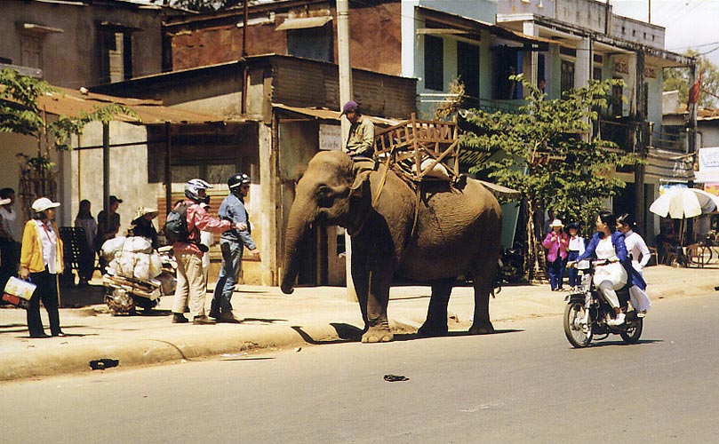 Un &eacute;l&eacute;phant dans la rue principale de Plei ku