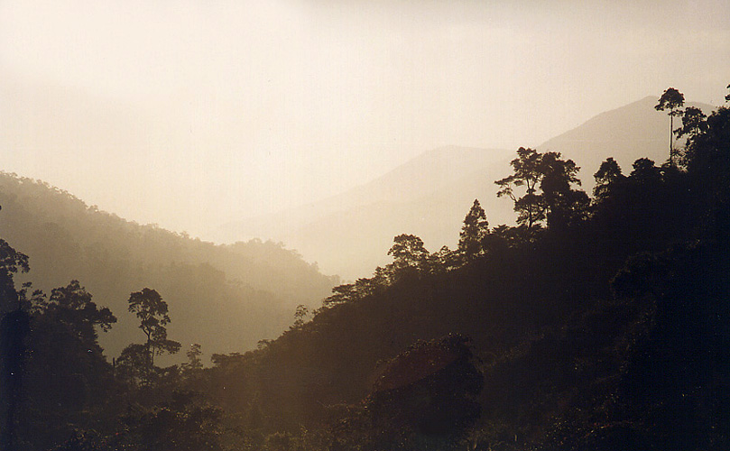 Brume sur la jungle