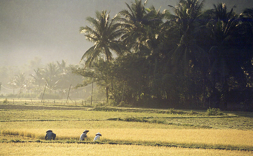 Rizi&egrave;res, Nha Trang
