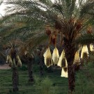 Palmiers dattiers, palmeraie de Ksar Ghilane – Tunisie 2012