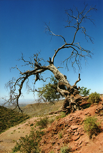 Arbre mort, environs de Lalibela, Ethiopie, février 2000