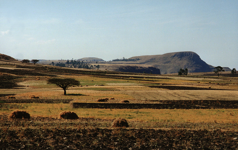 Paysage de champs et de cultures, Ethiopie, février 2000