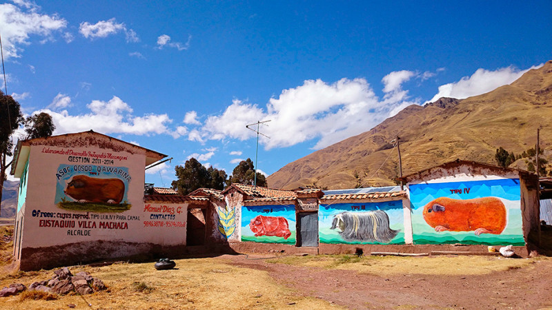 Elevage de Cuy sur l'altiplano, choisissez le vôtre ! Pérou - 2014