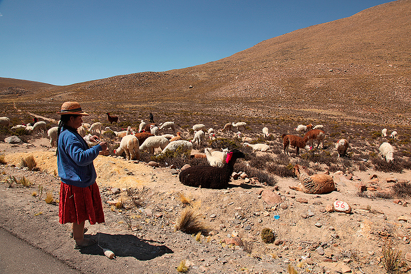 Paolina et son troupeau : lamas et alpagas - Pérou - 2014