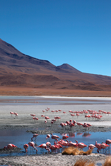 Les flamands roses de la laguna Hedondia, Sud Lipez, Bolivie - 2014