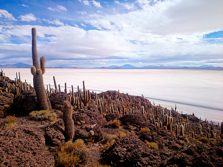 L'île aux cactus, Isla Incahuasi, salar d'Uyuni, Bolivie - 2014