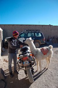 Un alpaga très affectueux, Quetena Chico, Bolivie Un alpaga très affectueux, Quetena Chico, Bolivie - 2014 (photo Patrick mac Entee)