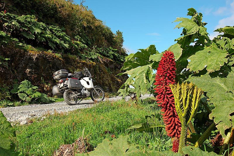 Végétation luxuriante sur la Carretera Austral, Puyuhuapi, Chili - 2014