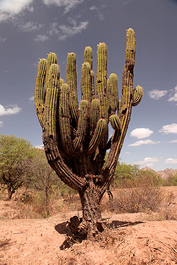 Cactus géant sur le site d'El Shinkal, Londres, Argentine - 2014