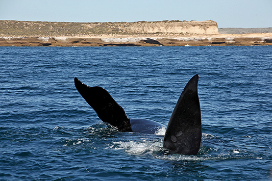 Baleine franche en train de s'ébattre, Péninsule de Valdès, Argentine - 2014