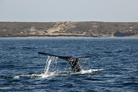 Queue de baleine franche, Péninsule de Valdès, Argentine - 2014