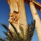 Contraste entre la pierre et la végétation, grande colonnade, site de Palmyre, Syrie, 1996