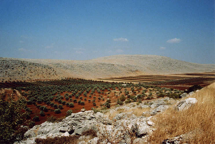 Champs d'oliviers et collines calcaires au nord-ouest d'Alep, Syrie, 1996