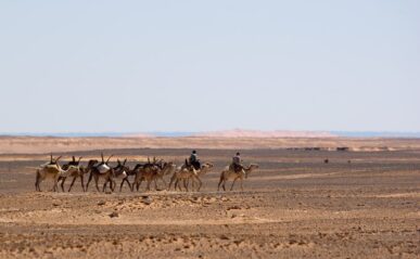 Caravane de dromadaires dans le désert