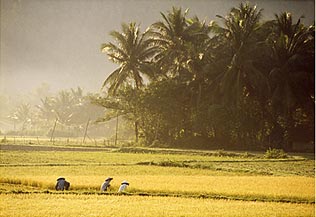 Travail dans les rizières au petit matin, Vietnam