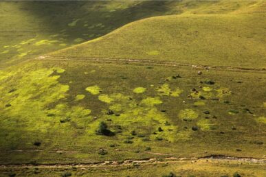 Pâturages d'estive sur la route du col d'Aspin, Pyrénées - 2017