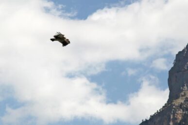 Rapace en vol au dessus du canyon d'Anisclo, Pyrénées - 2017