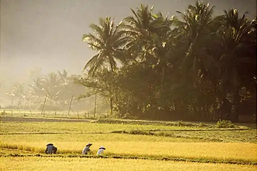 Travail dans les rizières au petit matin, Vietnam
