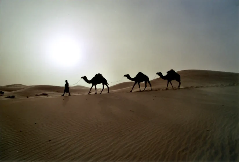 Caravane de dromadaires dans la lumière blafarde du soleil couchant