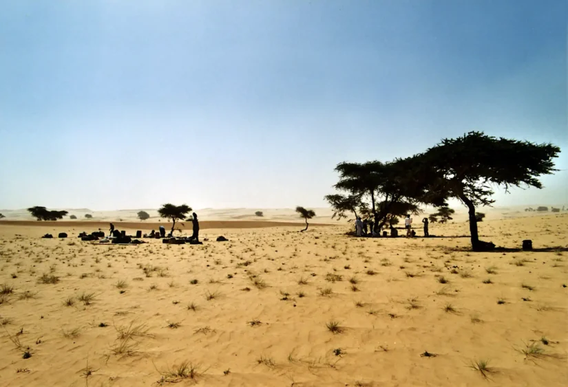 Pause sous les acacias